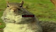 Immagine Squirrel Stapler (Nintendo Switch)